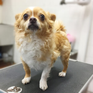 よろしくチワワ