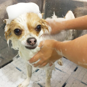 シャンプーチワワ
