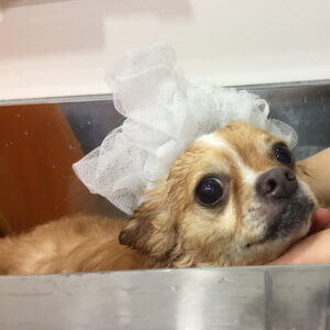 シャンプーチワワ