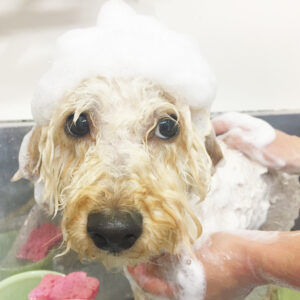 シャンプートイプー