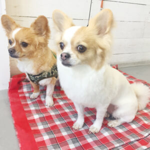 仕上がりチワワ