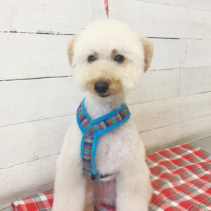 仕上がりトイプー