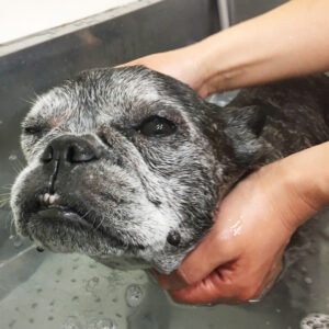 お風呂フレブル