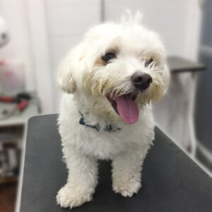 よろしくミックス