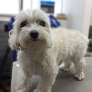 よろしくマルチーズ