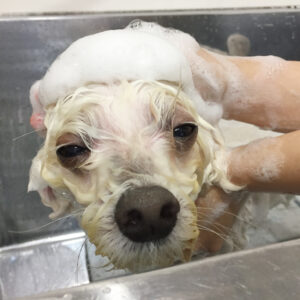 シャンプーミックス