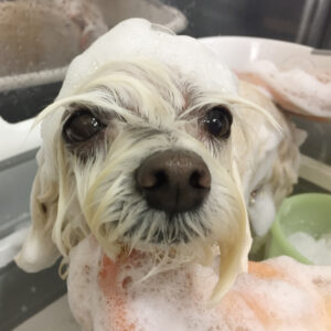 シャンプーマルチーズ