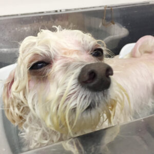 お風呂ミックス