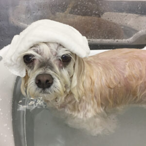 お風呂マルチーズ