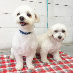 仕上がりミックス&マルチーズ