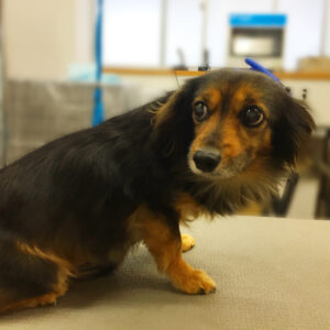 小春ちゃんカット前