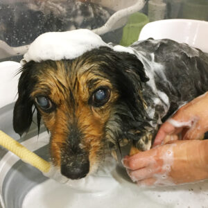 小春ちゃんシャンプー中