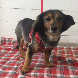 小春ちゃん施術後