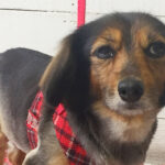 小春ちゃんアイキャッチ