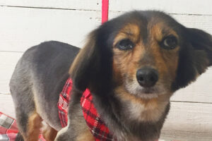 小春ちゃんアイキャッチ