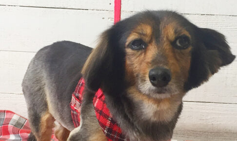 小春ちゃんアイキャッチ