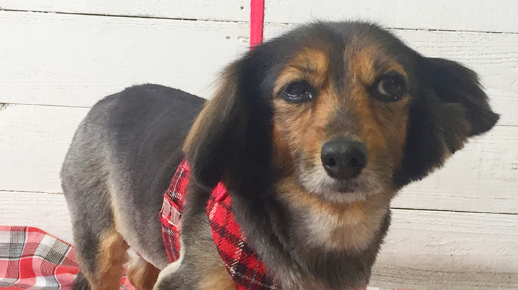 小春ちゃんアイキャッチ