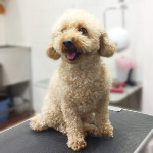 よろしくトイプー