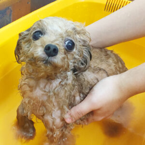 お風呂トイプー