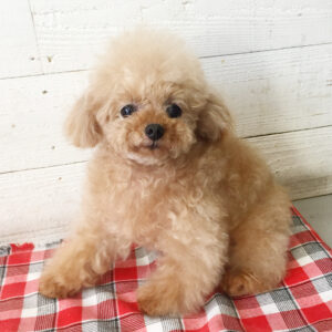 仕上がりトイプー