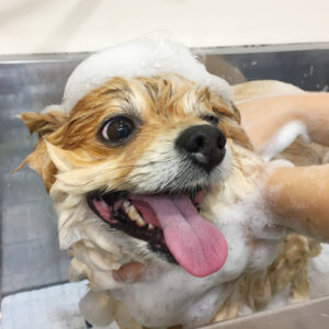 シャンプーポメ