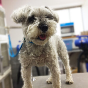 よろしくMシュナ