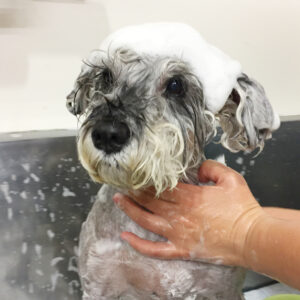 シャンプーMシュナ