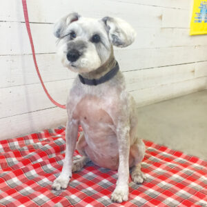 仕上がりMシュナ