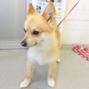 仕上がりミックス