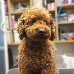 よろしくトイプー