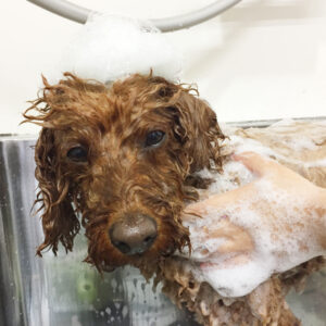 シャンプートイプー