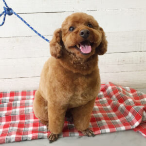 仕上がりトイプー