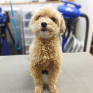 よろしくミックス