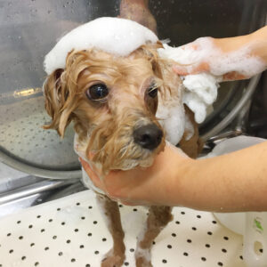 シャンプーミックス