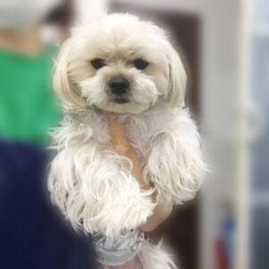 よろしくミックス