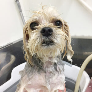 シャンプーミックス