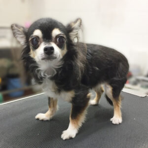 よろしくチワワ