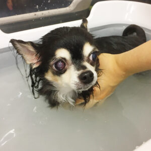 お風呂チワワ