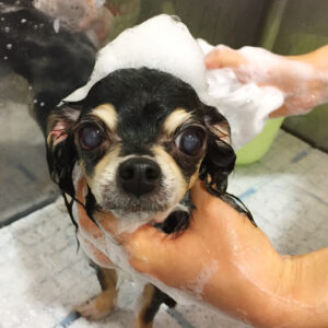 シャンプーチワワ