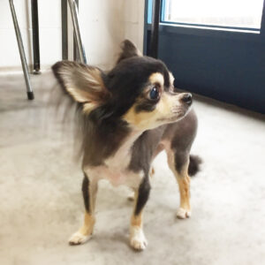 仕上がりチワワ2