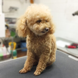 よろしくトイプー