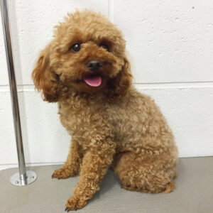 よろしくトイプー