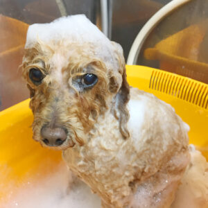 シャンプートイプー