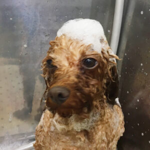 シャンプートイプー