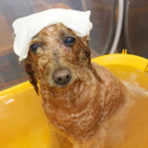 お風呂トイプー