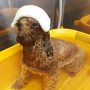 お風呂トイプー