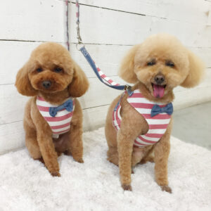 仕上がりトイプー