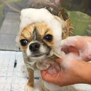 シャンプーチワワ
