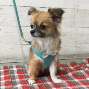 仕上がりチワワ