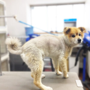 よろしくミックス